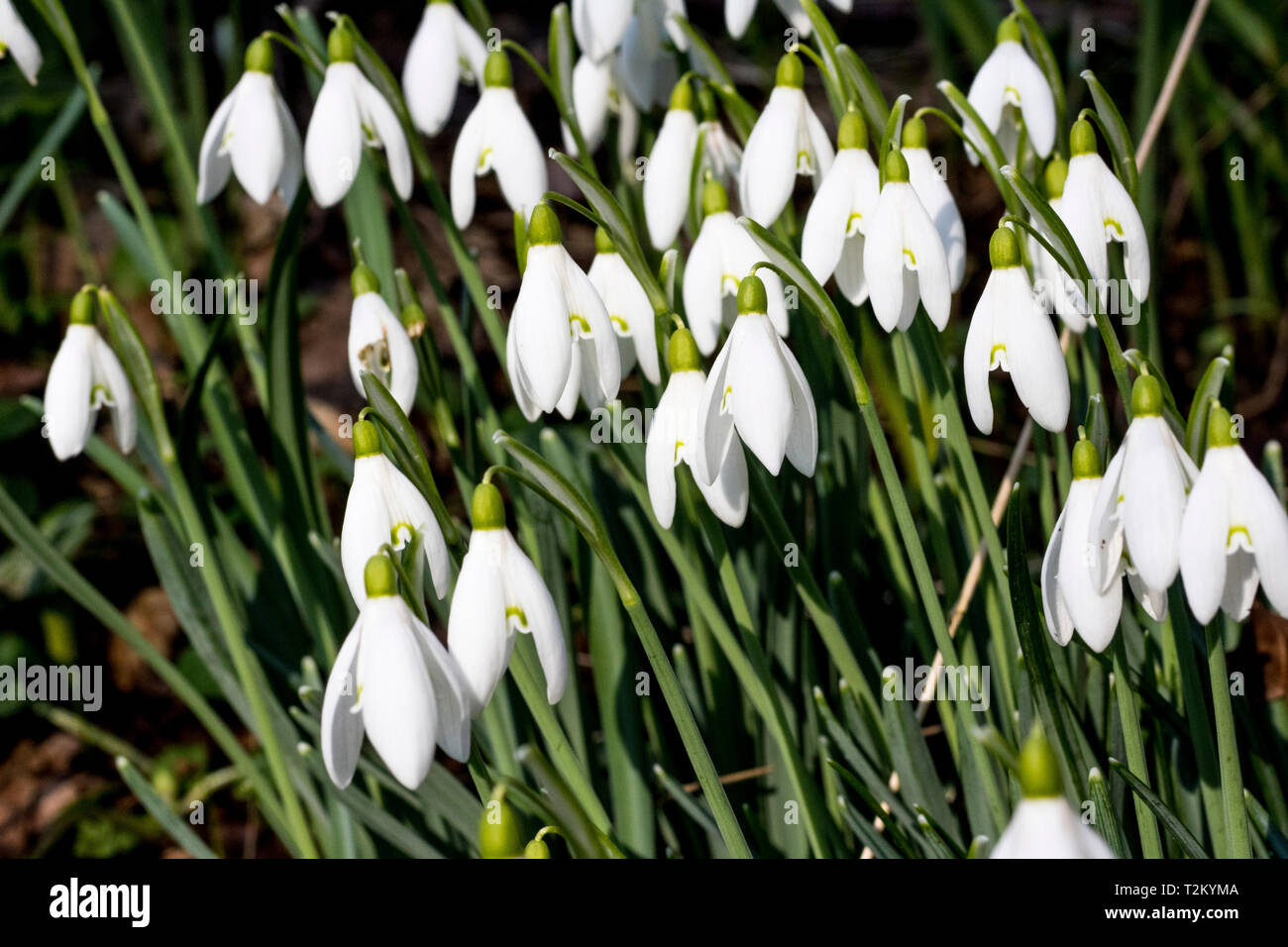 Close-up detail of a group of Snowdrops (Galanthus nivalis) growing in a woodland clearing in North Devon. Winter sunshine brightens them. Stock Photo