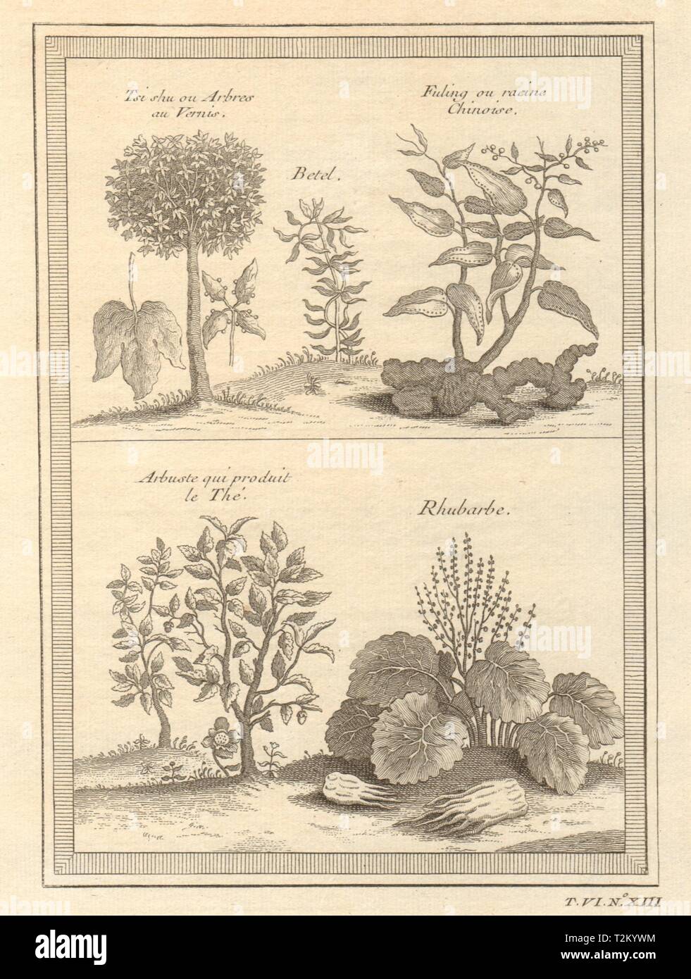 China root. Tea plant. Rhubarb. Goldenrain Varnish or Chinese lacquer tree 1748 Stock Photo