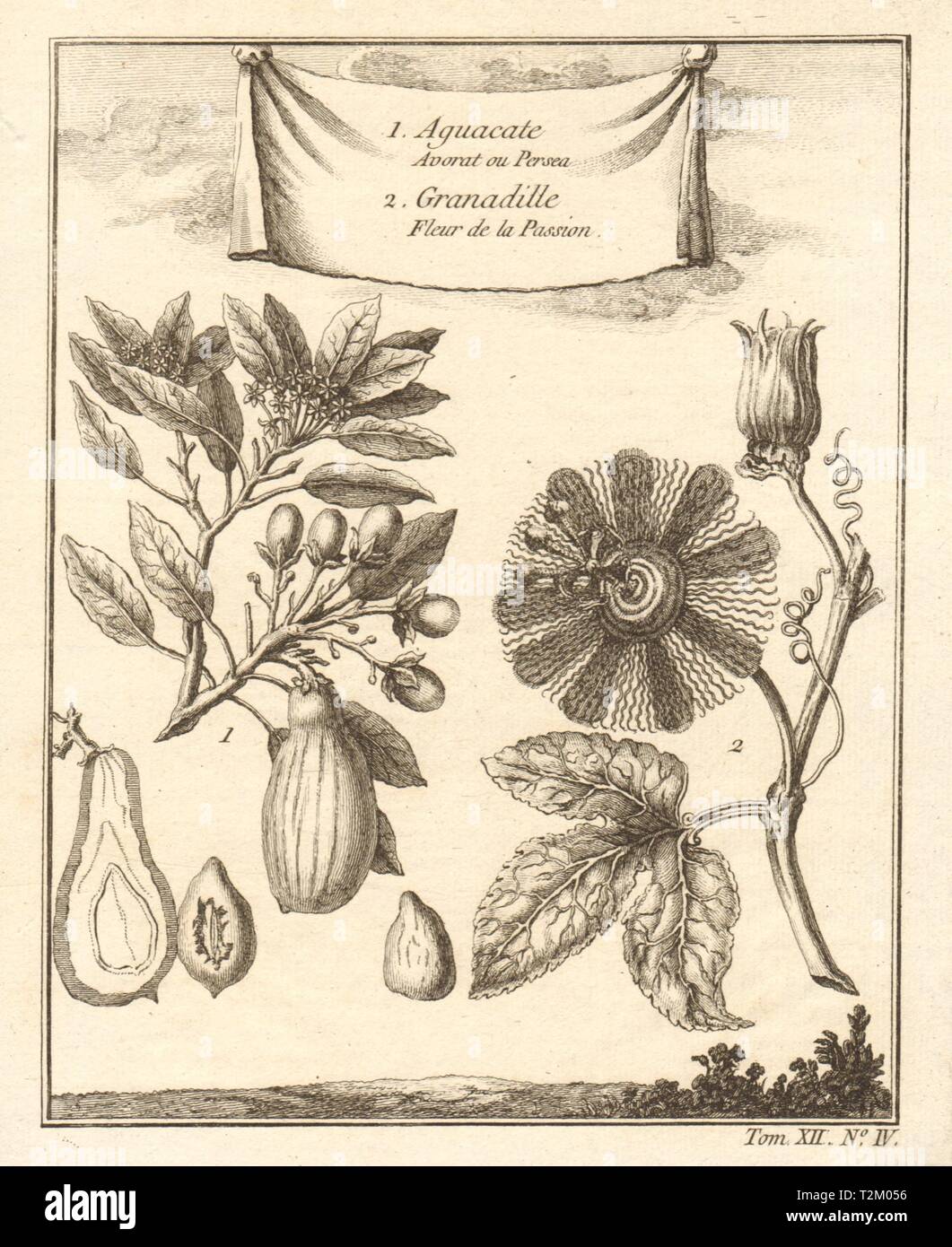 Avocado /Persea americana. Passiflora ligularis (Granadilla) passion flower 1754 Stock Photo