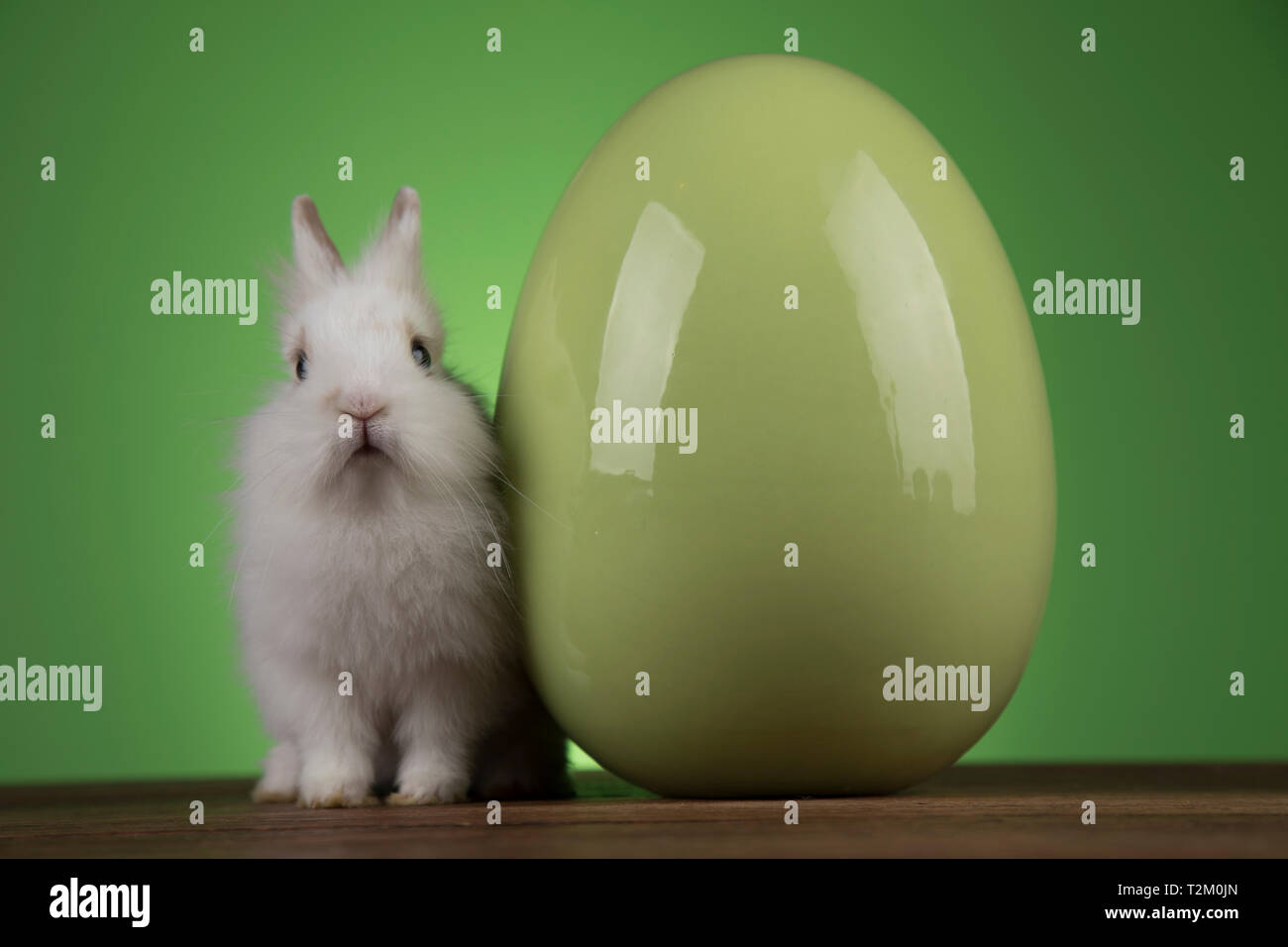 Easter Baby Rabits Little cute baby rabbit and easter eggs Stock Photo - Alamy