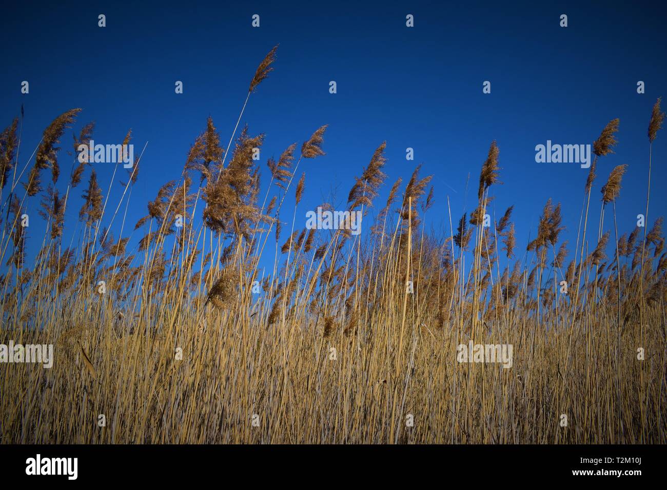 Typha Field Desktop wallpaper hd hi-res stock photography and images - Alamy