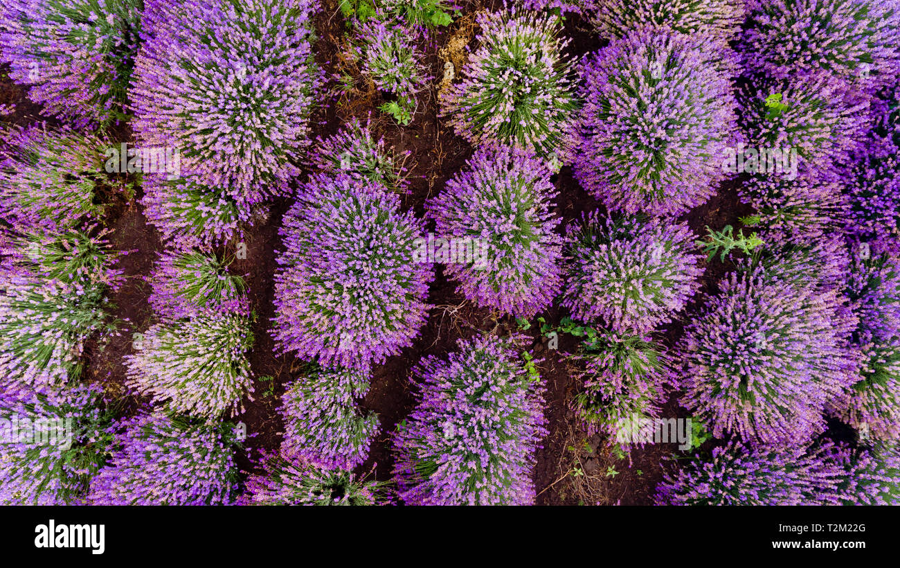 Lavender field aerial view. Top view Stock Photo - Alamy