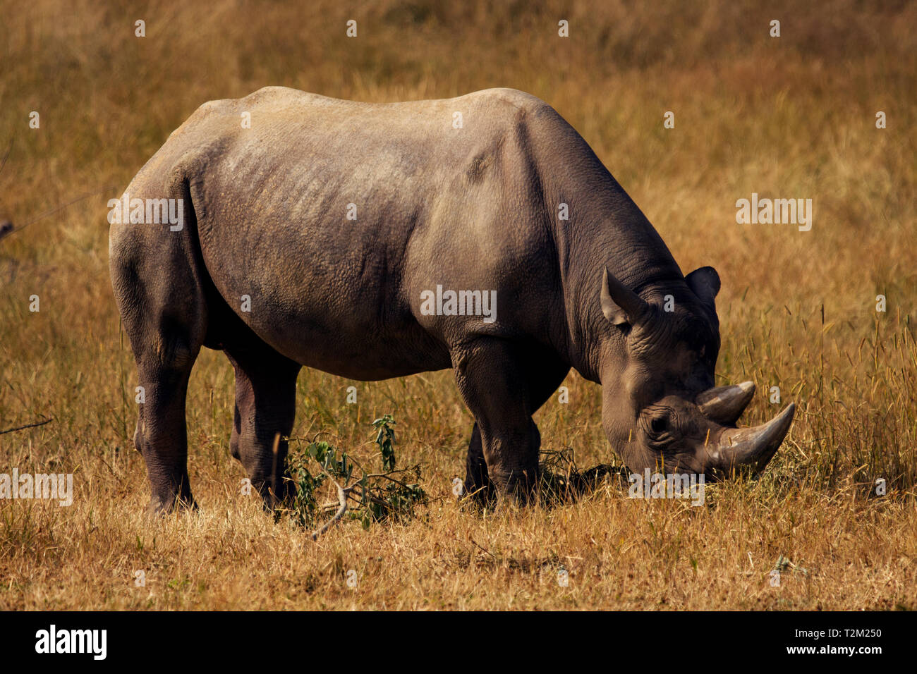 Black Rhino At Yorkshire Wildlife Park Stock Photo