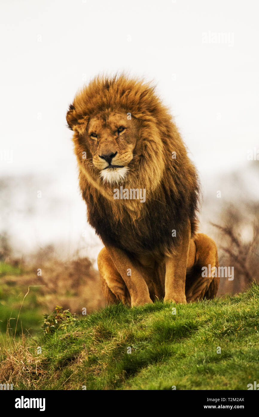 Lions at yorkshire wildlife park hi-res stock photography and images ...