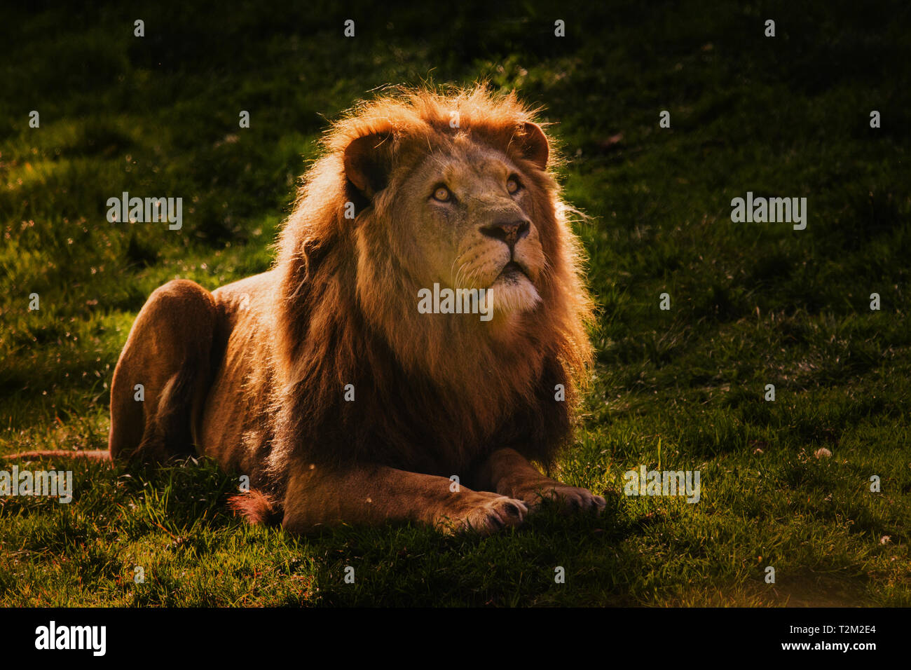 Lions At Yorkshire Wildlife Park Stock Photo - Alamy