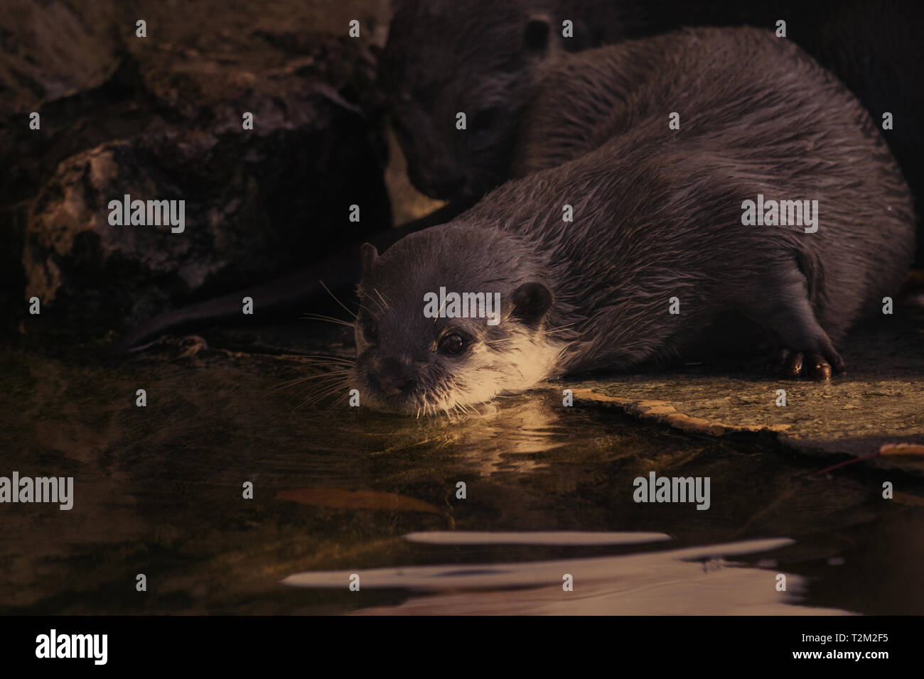 Otters At Banham, Norfolk, United Kingdom Stock Photo