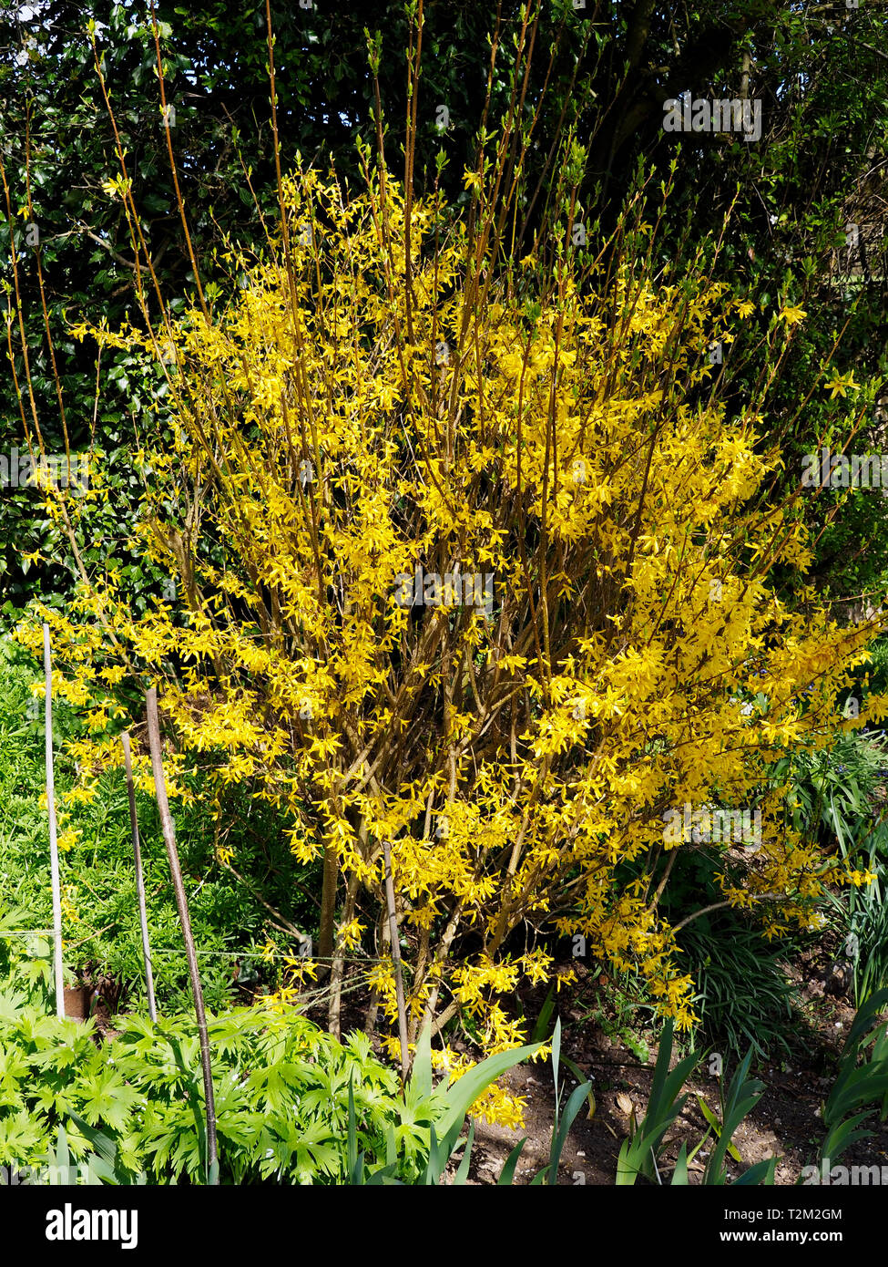 A forsythia plant adds dramatic flair to a the early spring garden and are among the first plants of spring to burst into flower. Stock Photo