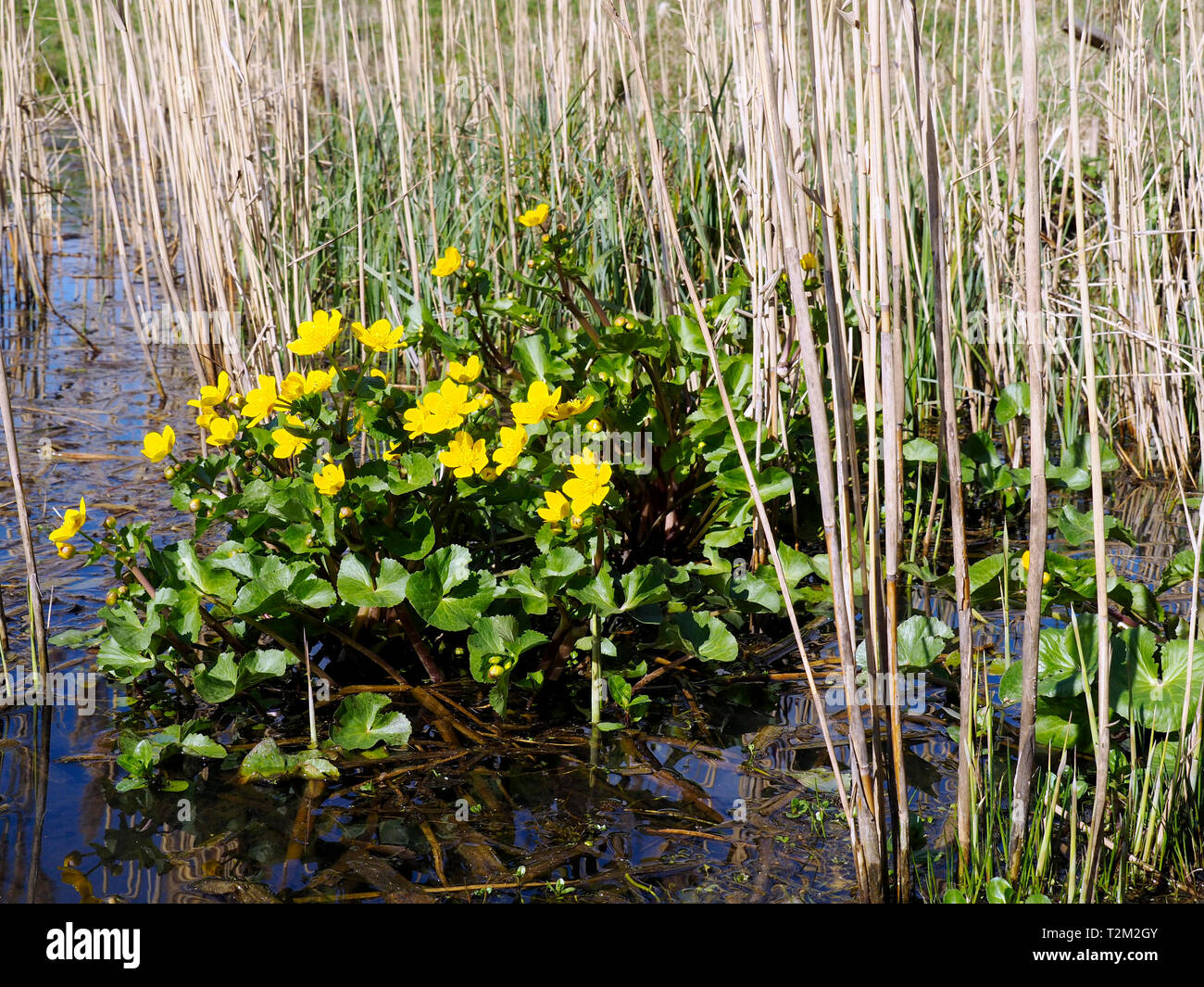 The marsh marigold or kingcup (Caltha palustris) is a perennial plant