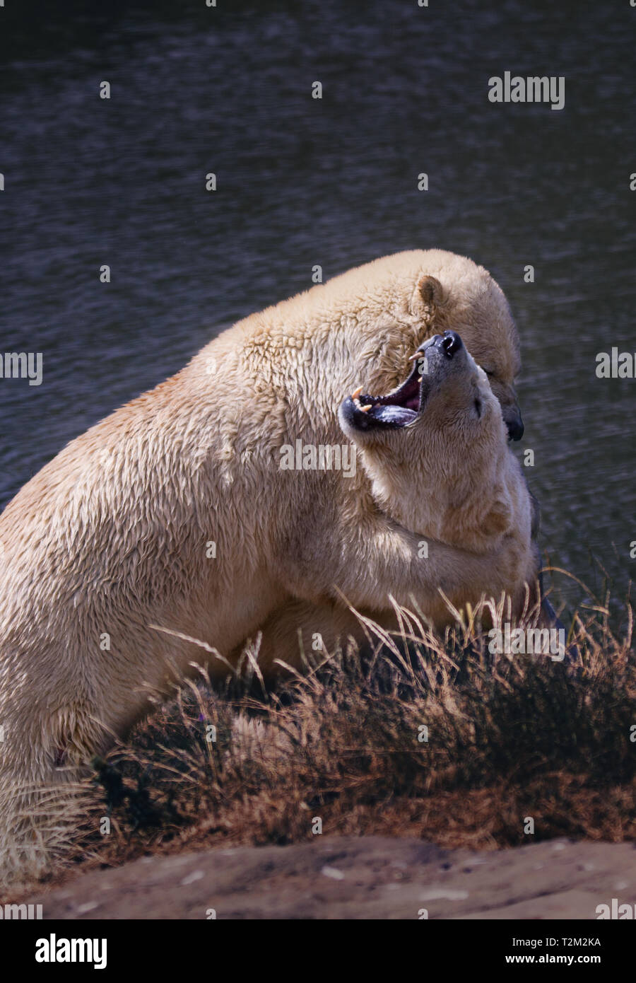 Yorkshire wildlife park polar bears hi-res stock photography and images ...