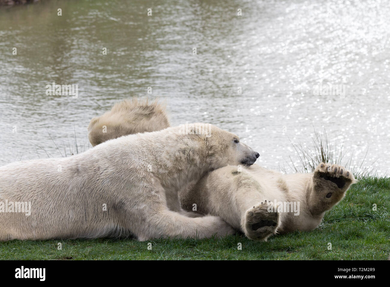 Posing polar bears hi-res stock photography and images - Alamy