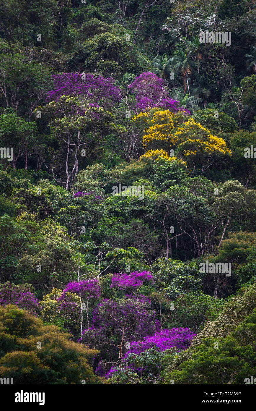 Tibouchina trees (Quaresmeiras) coloring the Southeastern Brazilian Atlantic Forest during the Lent. Marechal Floriano, Espirito Santo, Brazil. Stock Photo