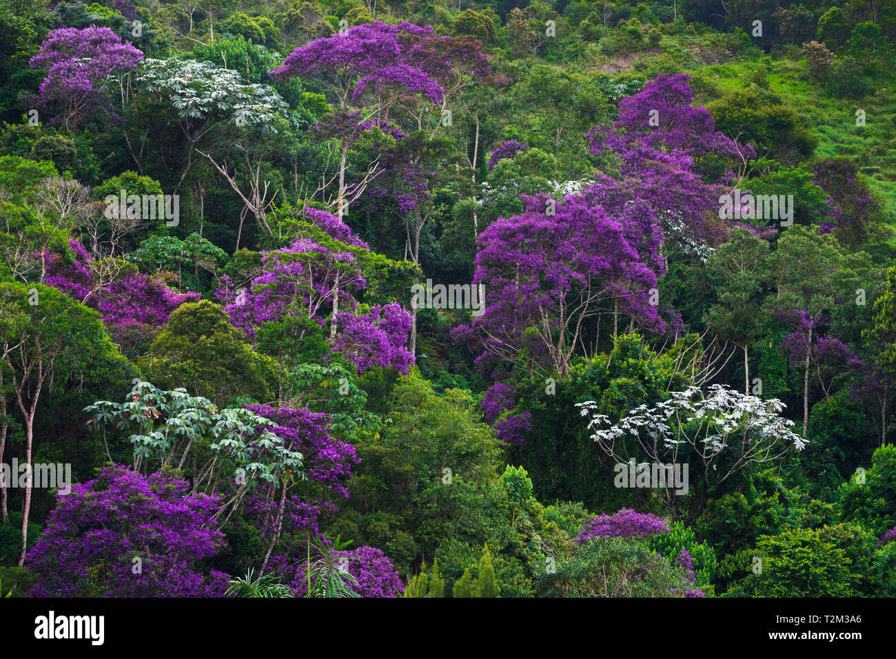 Tibouchina trees (Quaresmeiras) coloring the Southeastern Brazilian Atlantic Forest during the Lent. Marechal Floriano, Espirito Santo, Brazil. Stock Photo