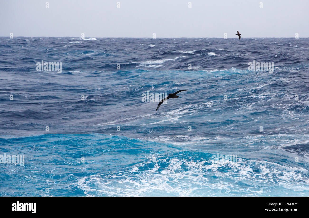 White Chinned Petrel, Procellaria aequinoctialis in the Drake Passage, Southern Ocean. Stock Photo