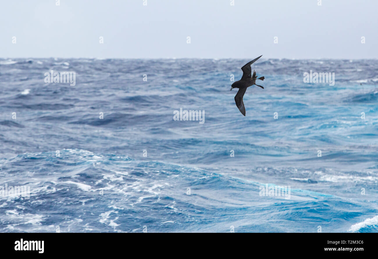 White Chinned Petrel, Procellaria aequinoctialis in the Drake Passage, Southern Ocean. Stock Photo