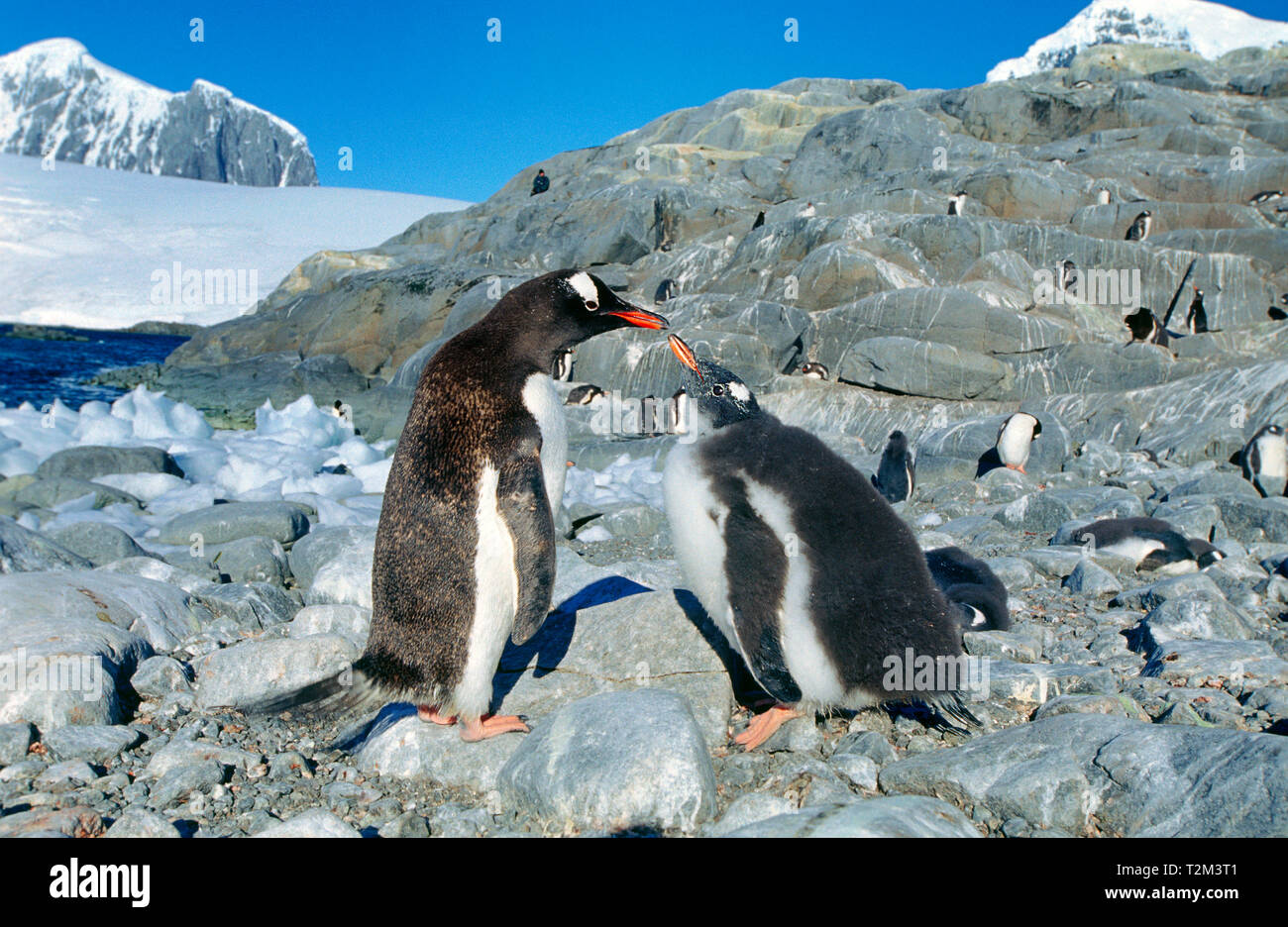 Gentoo penguin (Pygoscelis papua), adult and young, Port Lockroy, Antarctic Peninsula, Antarctic Stock Photo