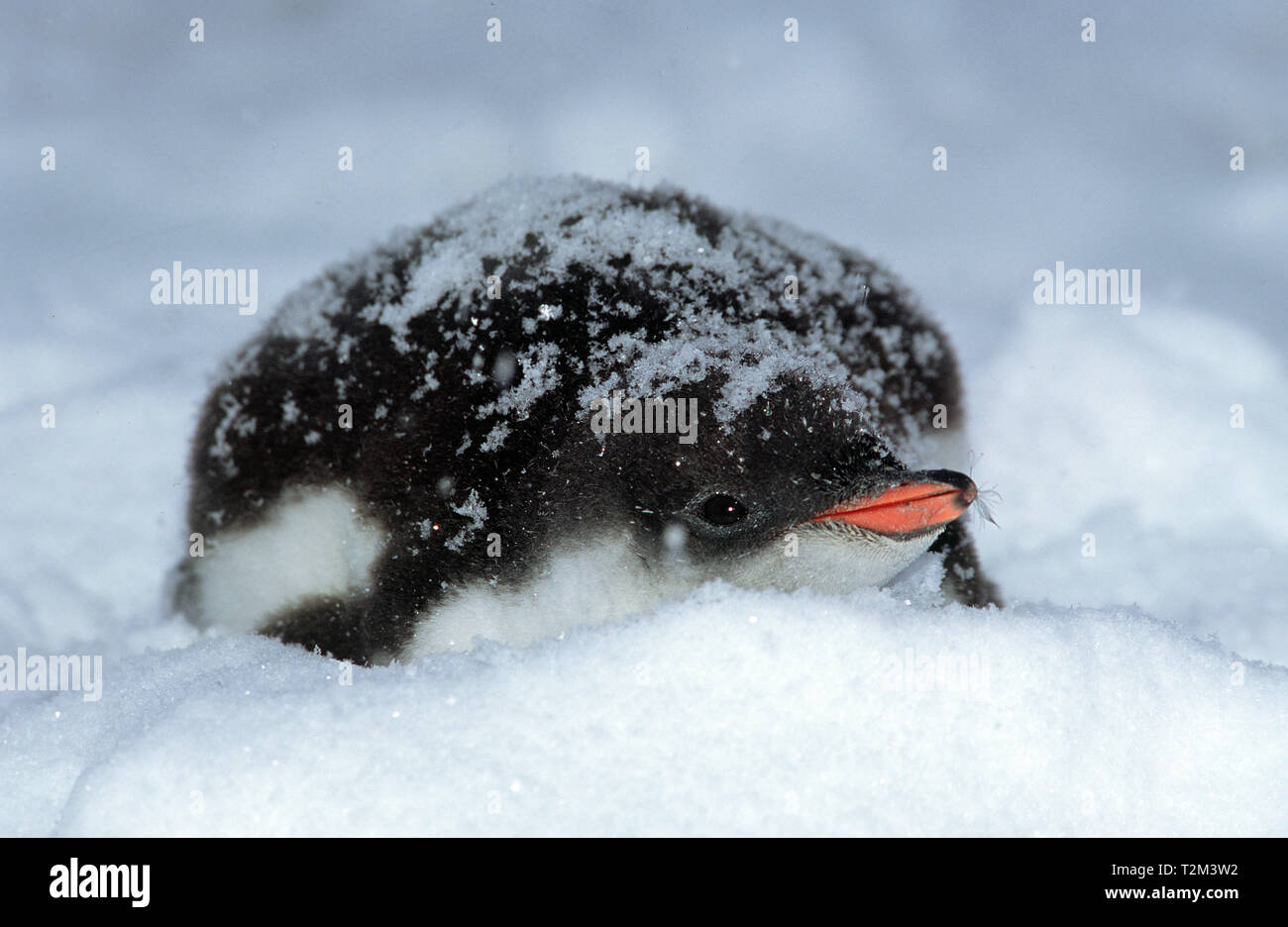 Gentoo penguin (Pygoscelis papua), young laying on snow, Port Lockroy, Antarctic Peninsula, Antarctic Stock Photo