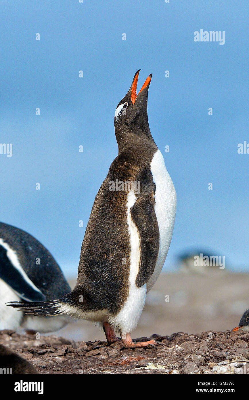 Gentoo penguin (Pygoscelis papua), head raised, calling, Carcass Island, Falkland Islands, United Kingdom Stock Photo