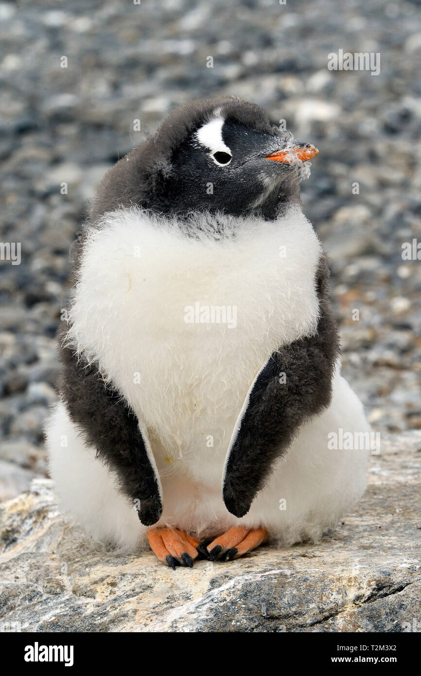 Gentoo penguin (Pygoscelis papua), at beach, Brown Bluff, Weddell sea, Antarctic peninsula, Antarctic Stock Photo
