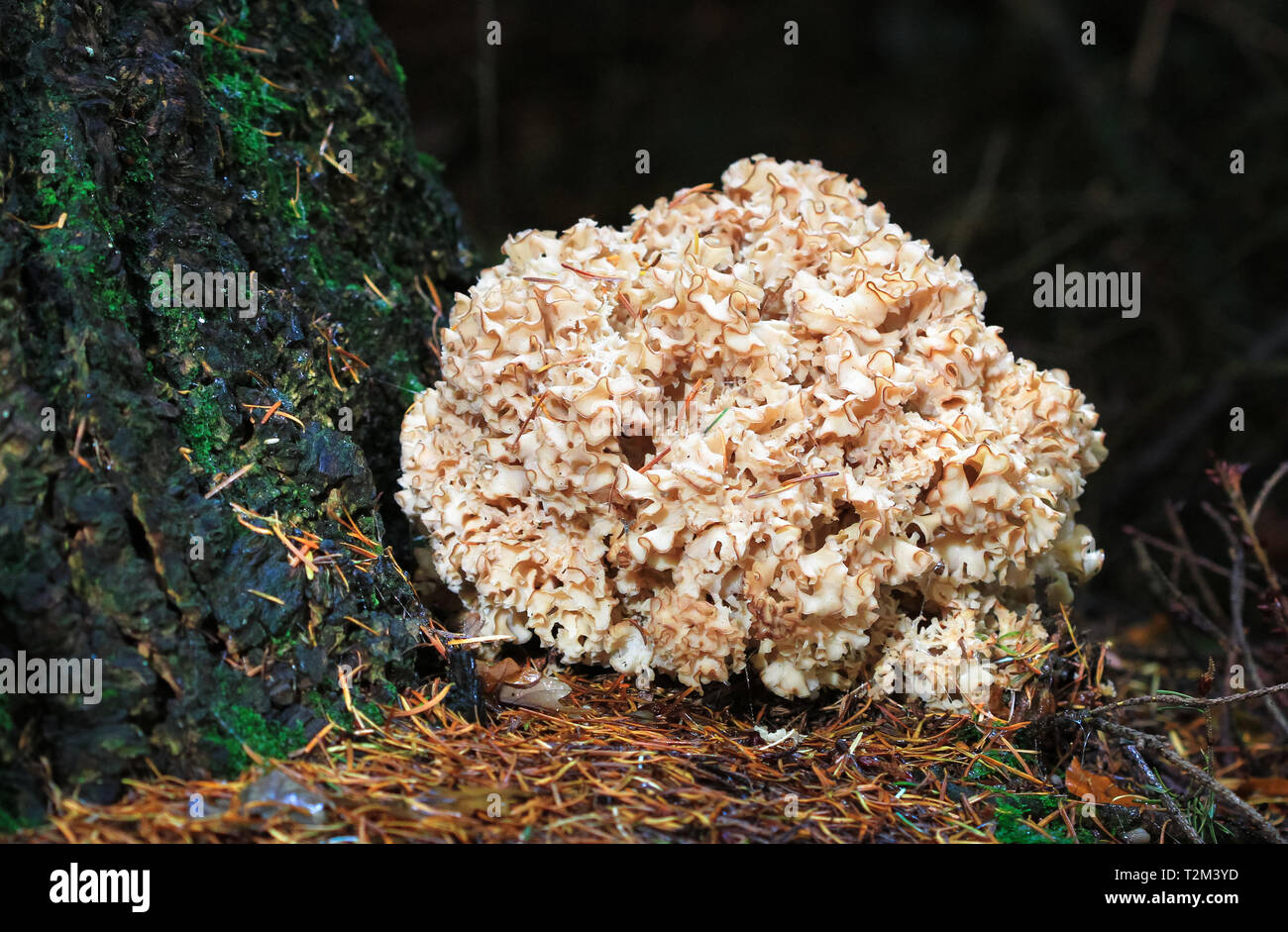 A large cauliflower mushrooms (Sparassis crispa) growing in Nesscliffe, Shropshire, England. Stock Photo
