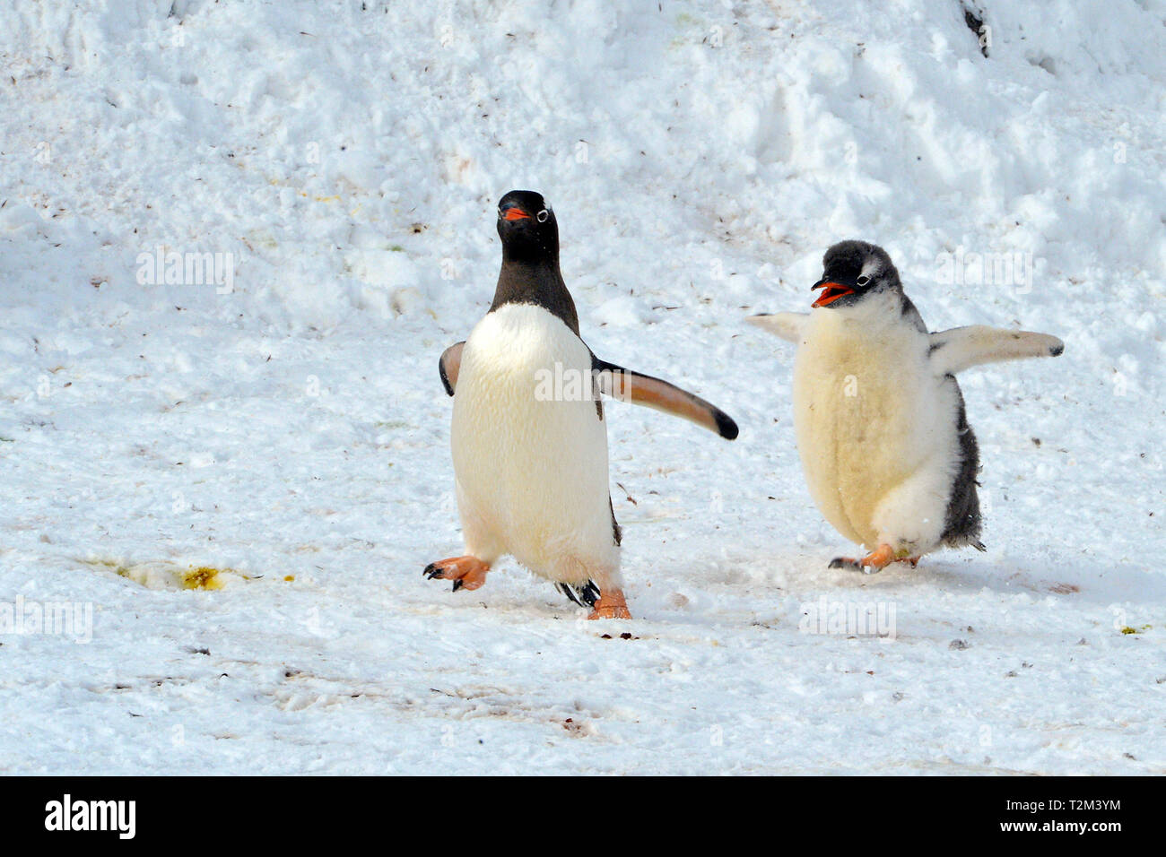 Gentoo penguin (Pygoscelis papua), adult with chicks, Laurie Island, Orkney Islands, Drake street, Antarctic Stock Photo