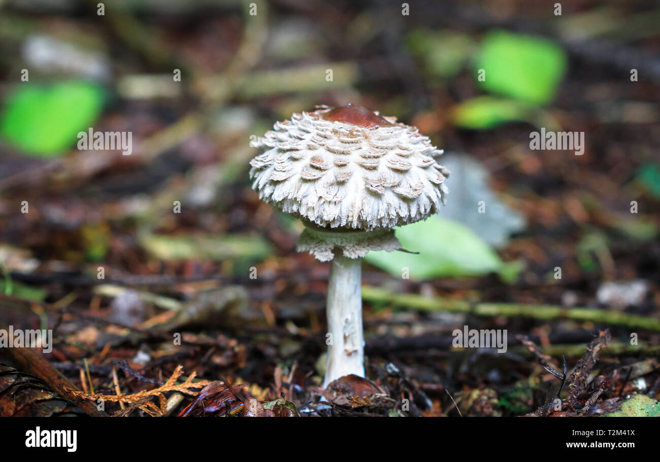A shaggy parasol mushroom (Macrolepiota rhacodes) growing in the forest in Nesscliffe, Shropshire, England. Stock Photo