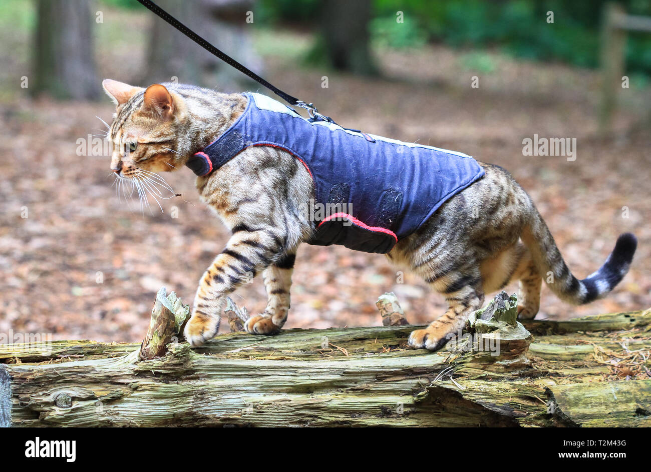 A bengal cat in a harness walks across a log in a forest in Nesscliffe