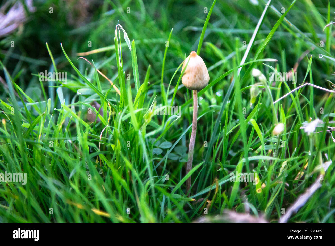 A liberty cap mushroom (Psilocybe semilanceata), known for its hallucinogenic properties, grows in a grassy field in Shropshire, England. Stock Photo