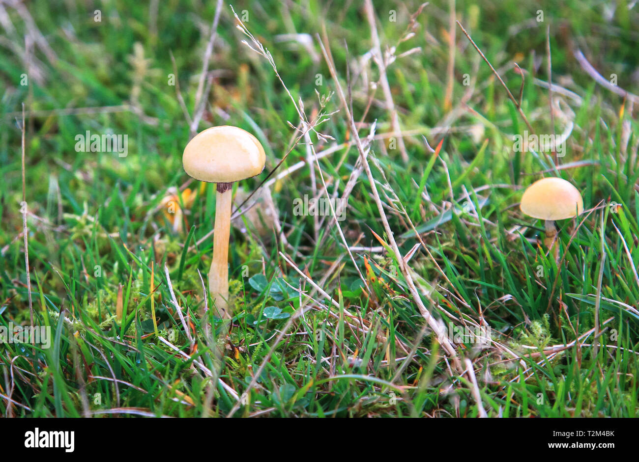 A pair of dung roundhead mushrooms (Protostropharia semiglobata) growing in a grassy field used for sheep grazing in Shropshire, England. Stock Photo