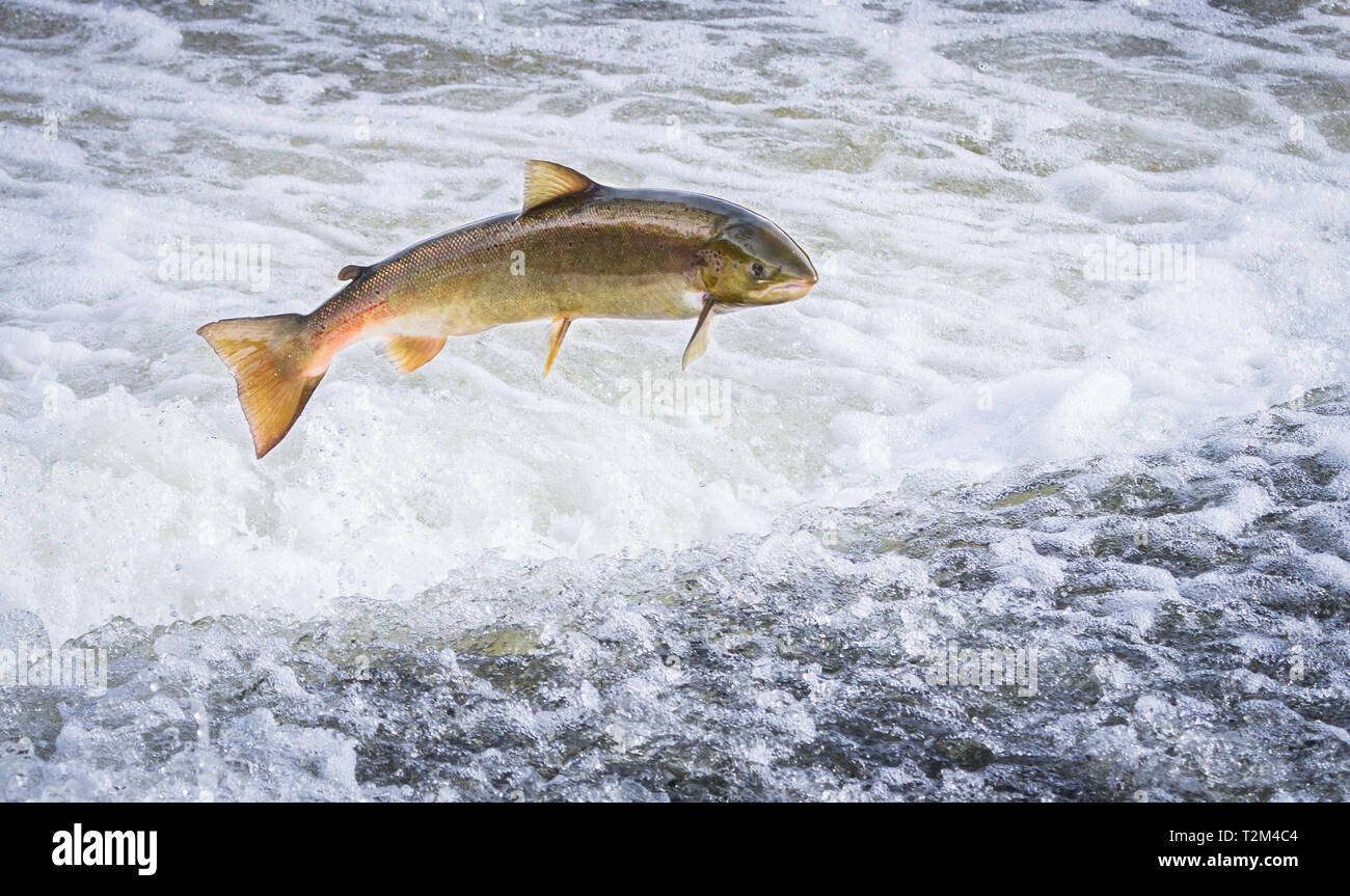 An Atlantic salmon (Salmo salar) jumps out of the water at the Shrewsbury Weir on the River Severn in an attempt to move upstream to spawn. Shropshire Stock Photo