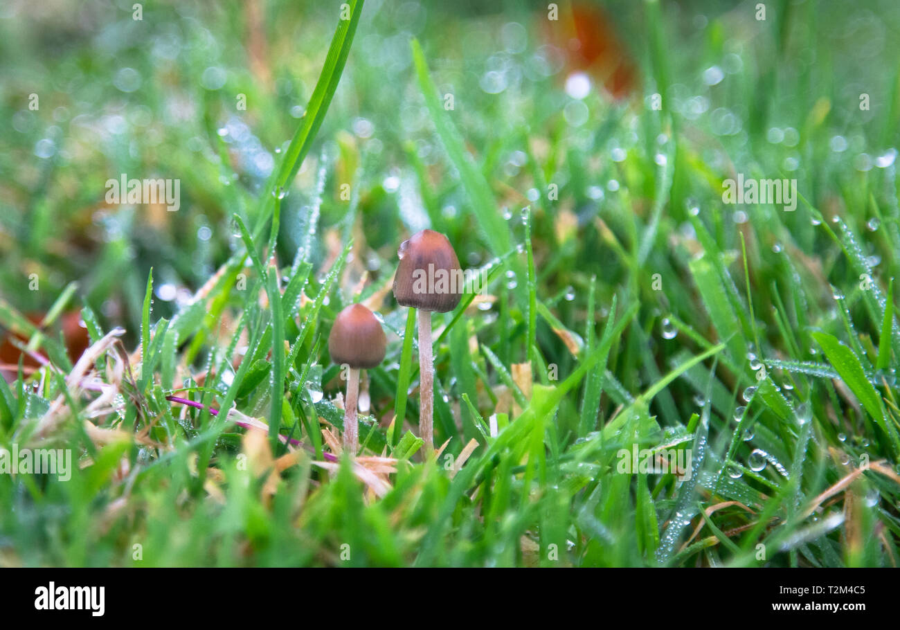A liberty cap mushroom (Psilocybe semilanceata), known for its hallucinogenic properties, grows in a grassy field in Shropshire, England. Stock Photo
