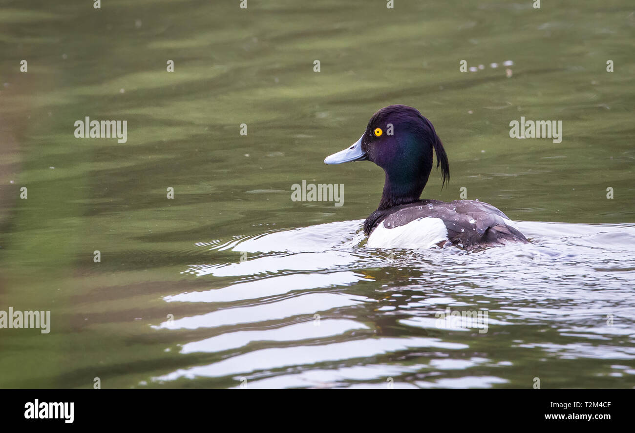 Adult male tufted duck (Aythya fuligula) swimming in a pond at the Wood Lane Nature Reserve in Shropshire, England. Stock Photo