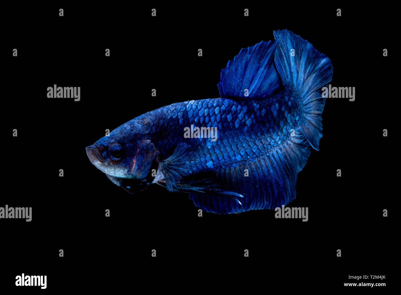 Betta fish color National flag in the aquarium Stock Photo Alamy
