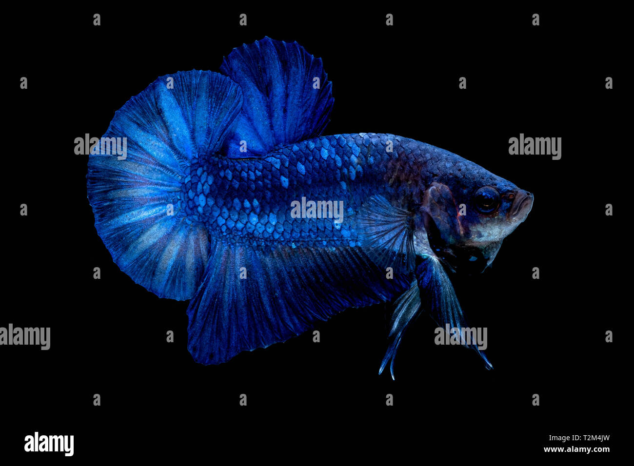Betta fish color National flag in the aquarium Stock Photo Alamy