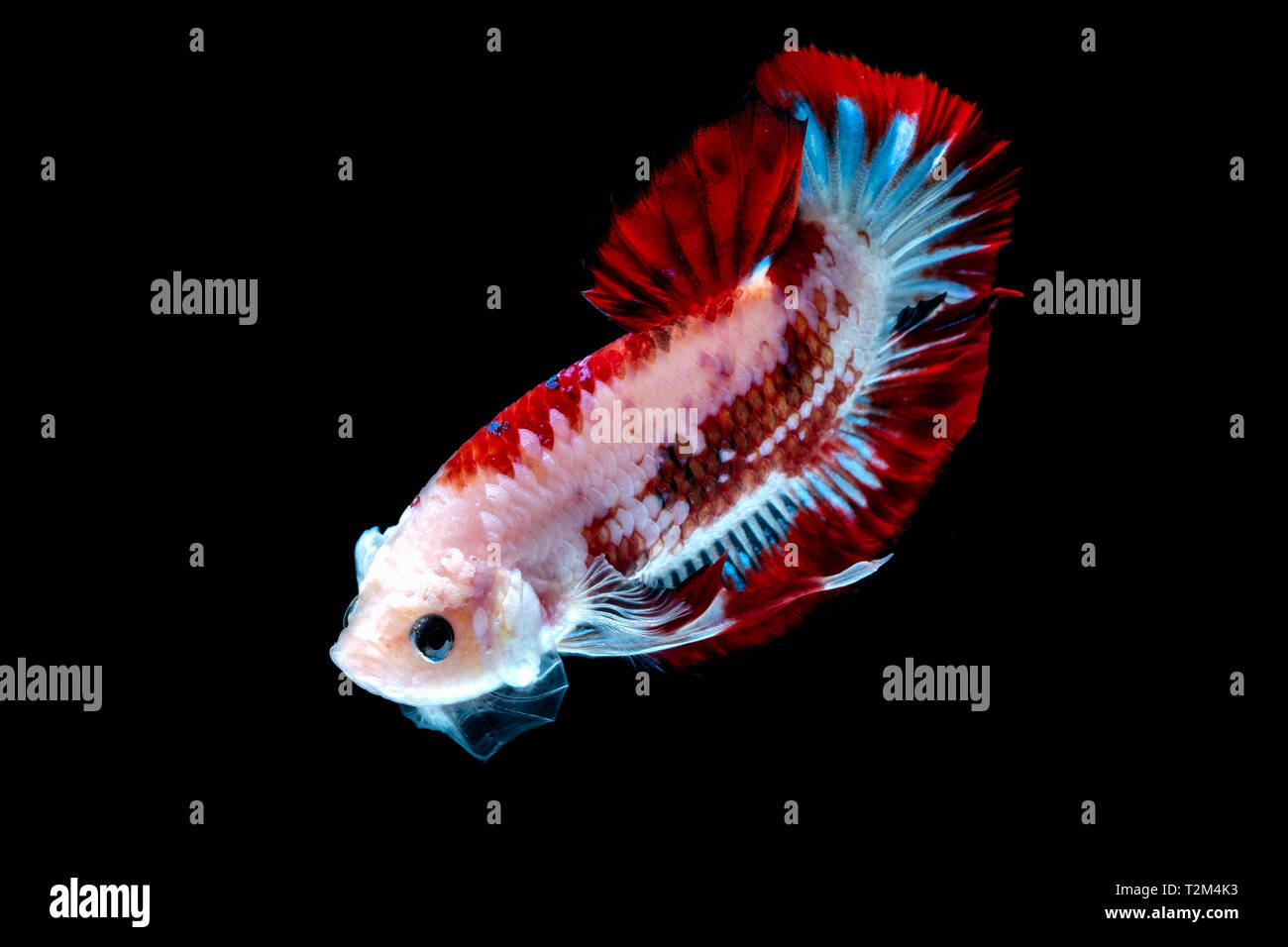 Betta fish color National flag in the aquarium Stock Photo - Alamy