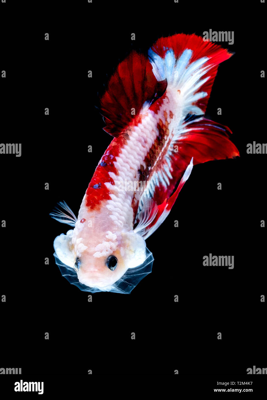 Betta fish color National flag in the aquarium Stock Photo Alamy