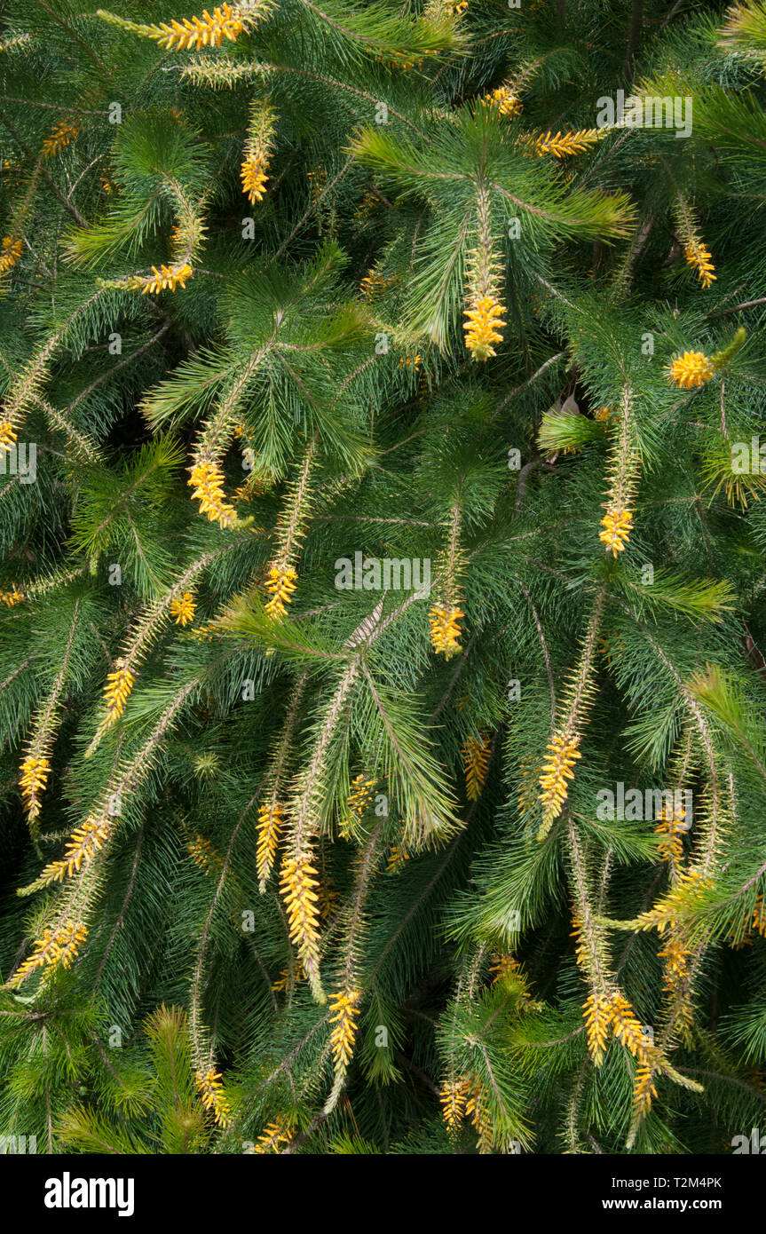 Pine-leafed Geebung, Persoonia pinitolia,  at the Australian Garden, Royal Botanic Garden, Cranbourne, Victoria, Australia Stock Photo
