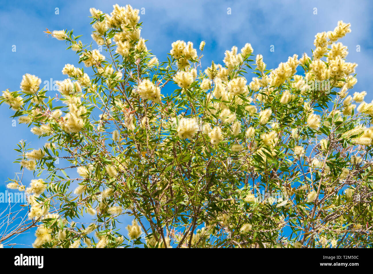 Melaleuca linariifolia, an Australian native shrub known as snow-in-summer, narrow-leaved paperbark, flax-leaved paperbark Stock Photo