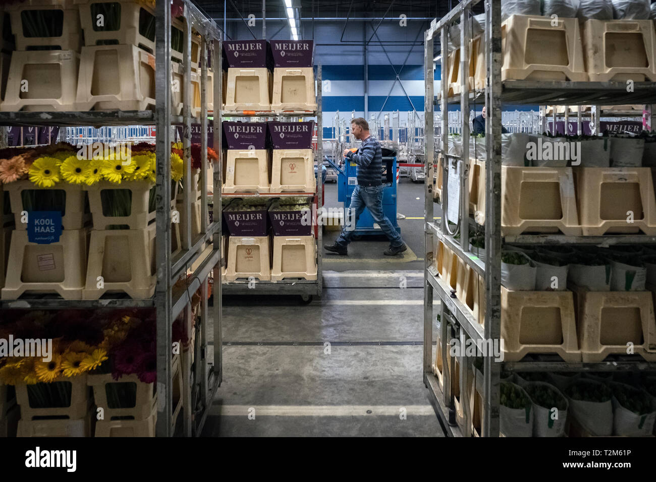 Workers of the company distribute the boxes of flowers to be sent to their buyers. This auction is one of the largest flower auctions in the world. Stock Photo