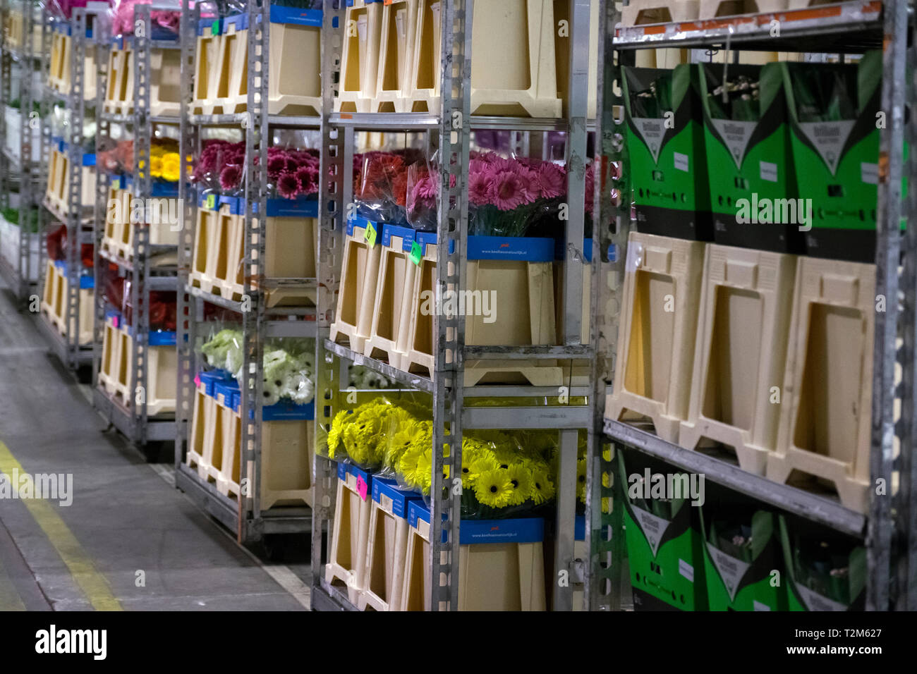 Flower boxes waiting to be distributed and sent to their buyers. This auction is one of the largest flower auctions in the world. Stock Photo