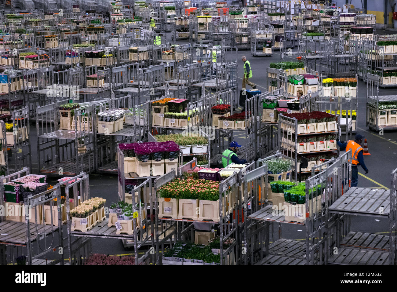 Workers of the company distribute the boxes of flowers to be sent to their buyers. This auction is one of the largest flower auctions in the world. Stock Photo