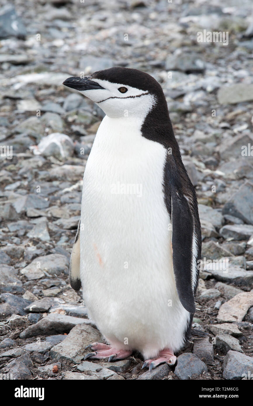 PYGOSCELIS ANTARCTICUS CHINSTRAP PENGUIN visual data 5