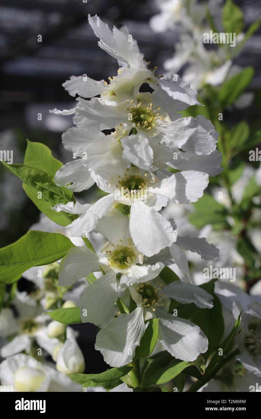 The beautiful white flower head of Exochorda 'Kolmasprit' magical springtime, blooming outdoors in the spring. Also known as pearlbush Stock Photo