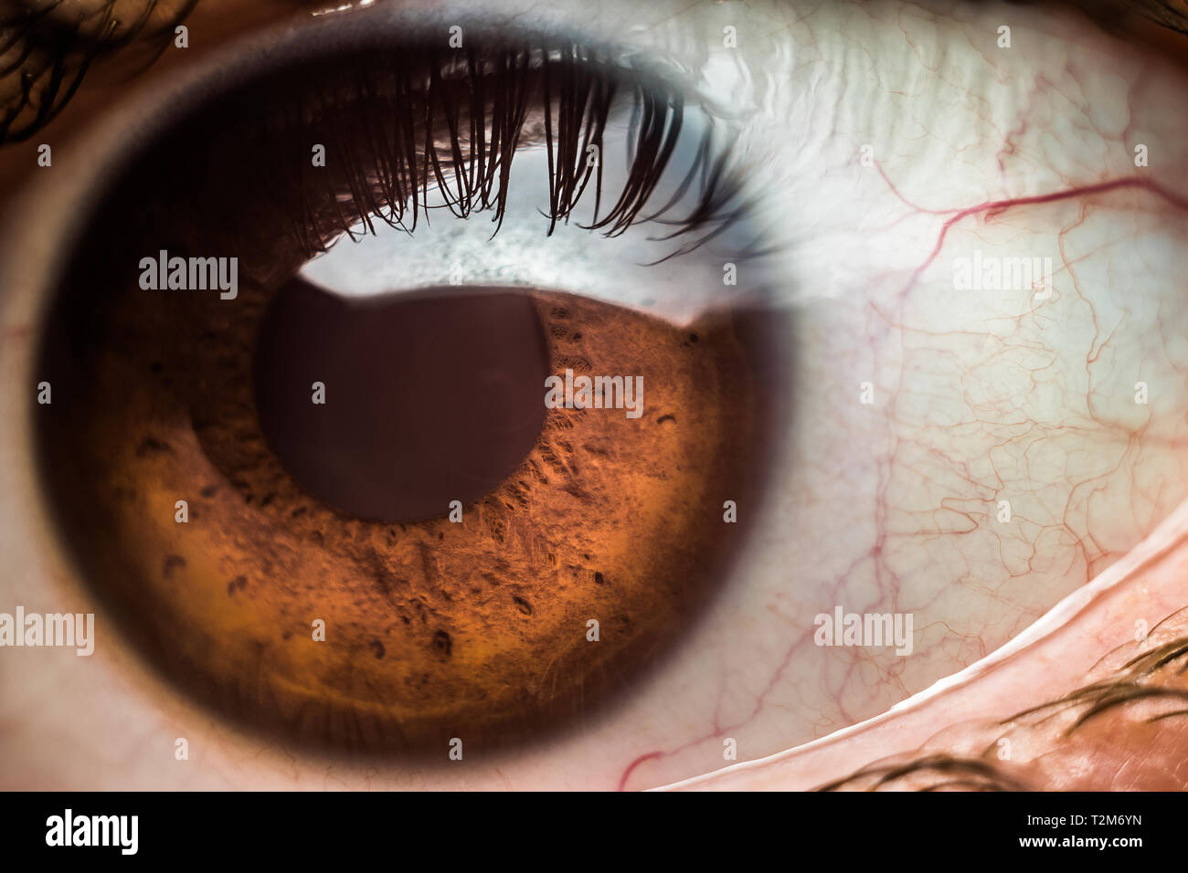 Macro close-up of a brown human eye, with veins, capillaries, iris, pupil and cornea Stock Photo