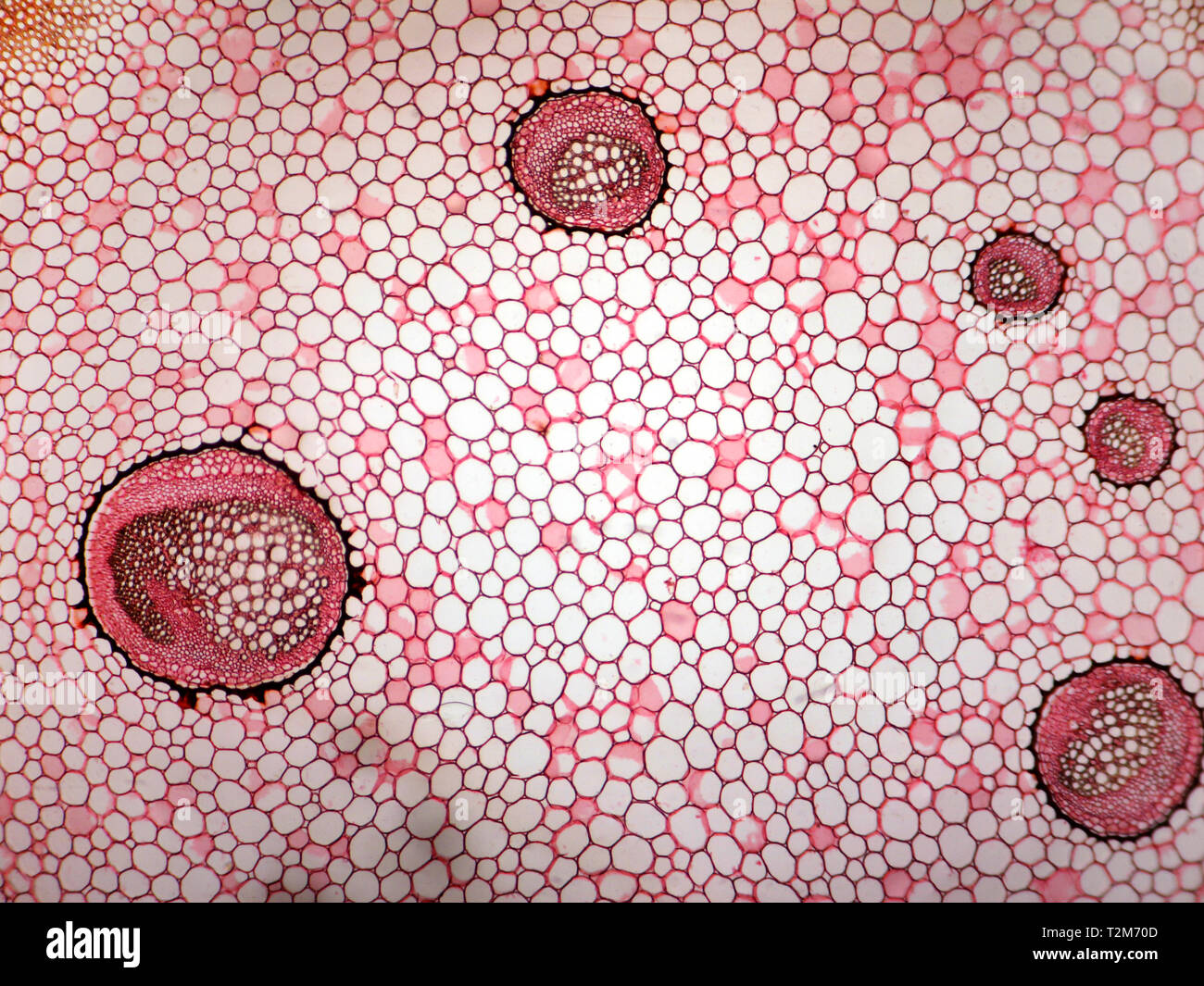 Stem of Dryopterix filismas. Male fern. Cross section Stock Photo Alamy