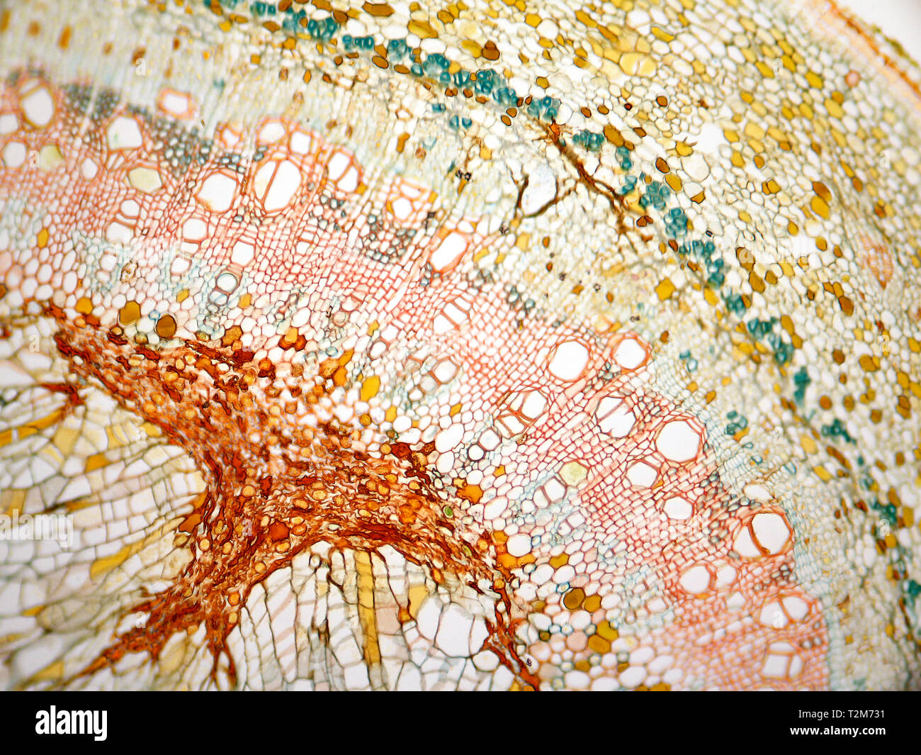 Sunflower (helianthus) stem section hi-res stock photography and images