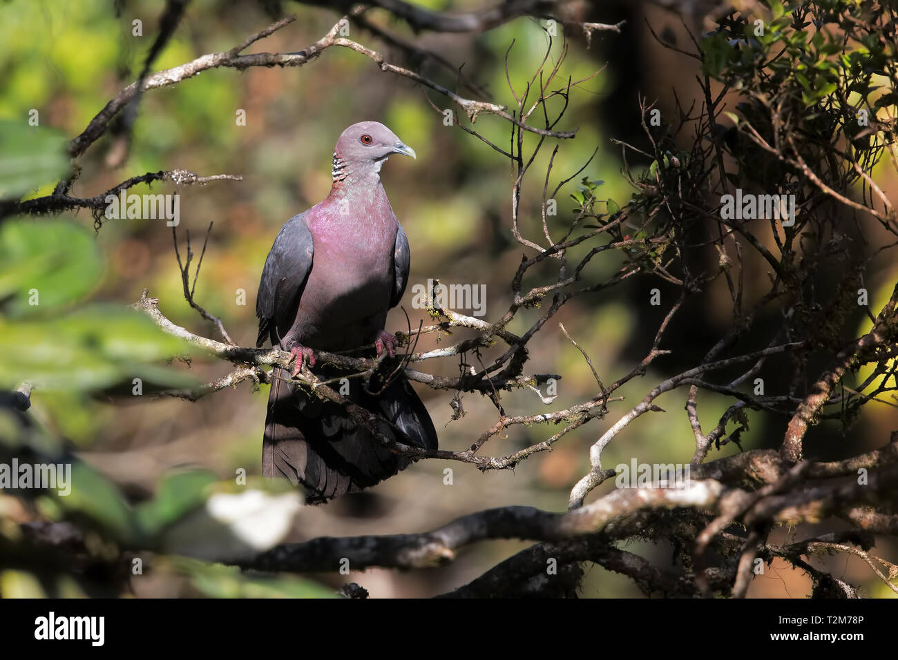 Sri Lanka, Wood Pigeon Stock Photo Alamy