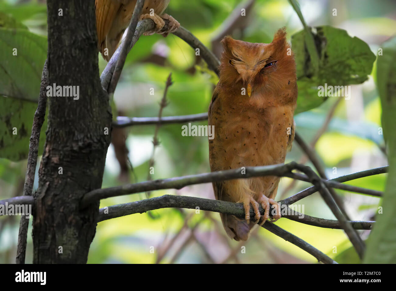Serendib's scops owl Stock Photo - Alamy