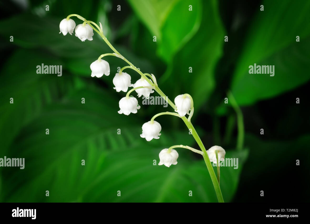lily of the valley close up