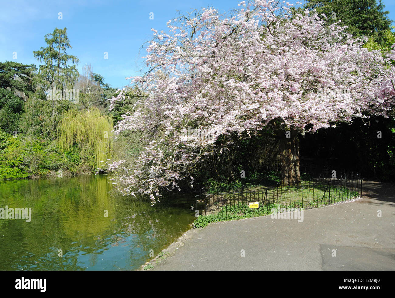 The beauty of the Botanical Gardens, Bath, UK Stock Photo - Alamy