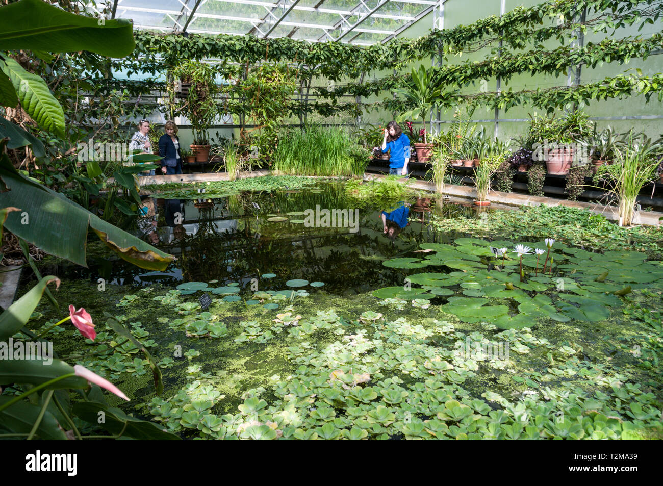 An indoor pond of water lilies in one of the hot houses at the University of Oxford Botanic Garden in Oxford, Britain.   The garden originally a 'phys Stock Photo